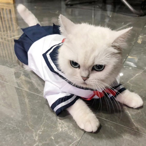 Pet Sailor Uniform Halloween Costume