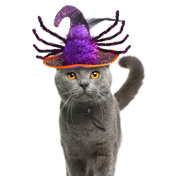 Funny Cat Spider Halloween Costume Hat Decorations