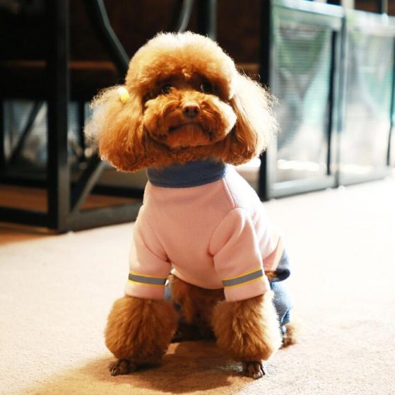 Pet costumer autumn and winter glowing dog clothes