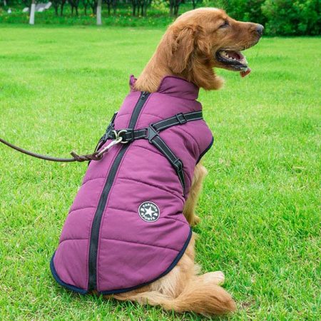 Large Dog Winter Coats