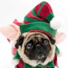 Christmas Dog Costumes Elf Outfit