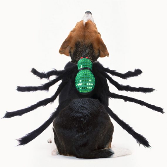 Funny Dog Spider Halloween Costume