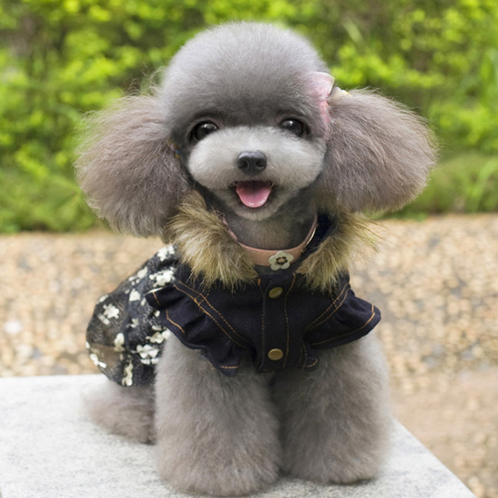 Cool Pet Dog Halloween Costume