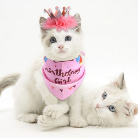 Cute Cat Happy Birthday Costume Outfits